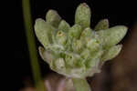 Bighead pygmycudweed